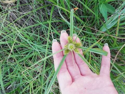 Image of inflatedscale flatsedge