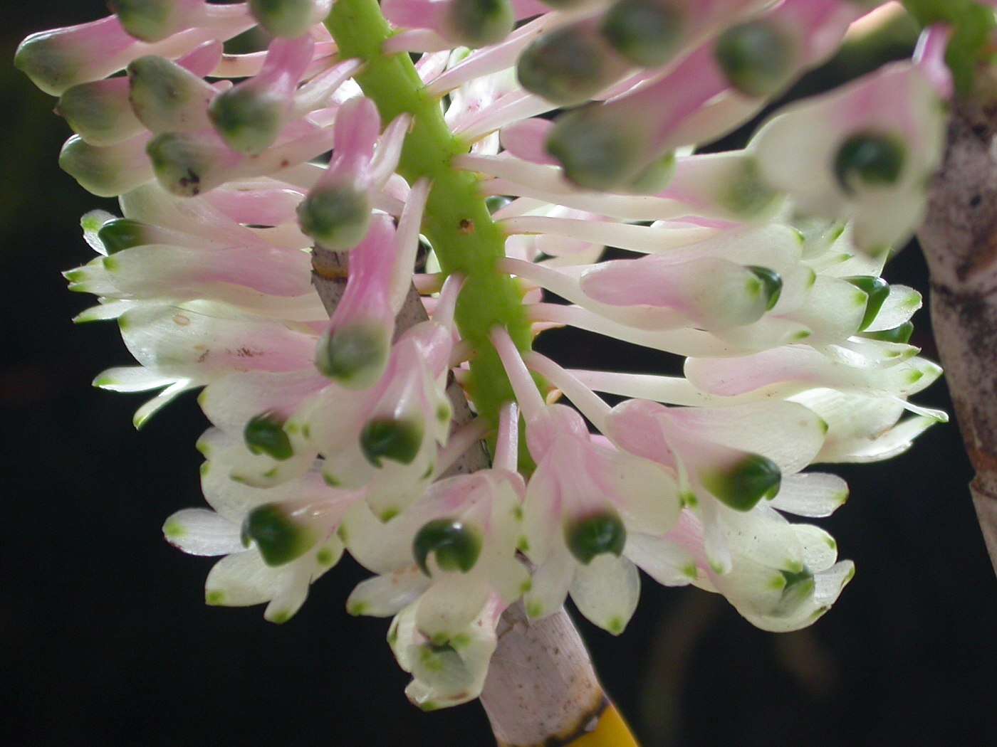 Image of Dendrobium smillieae F. Muell.