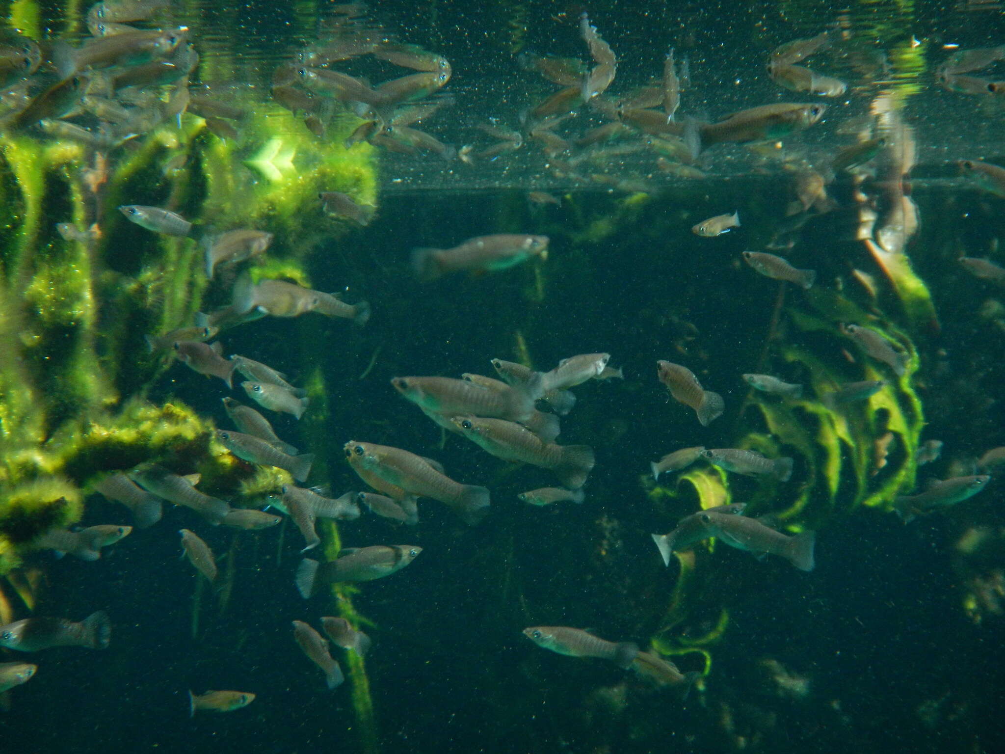 Image of Mangrove molly