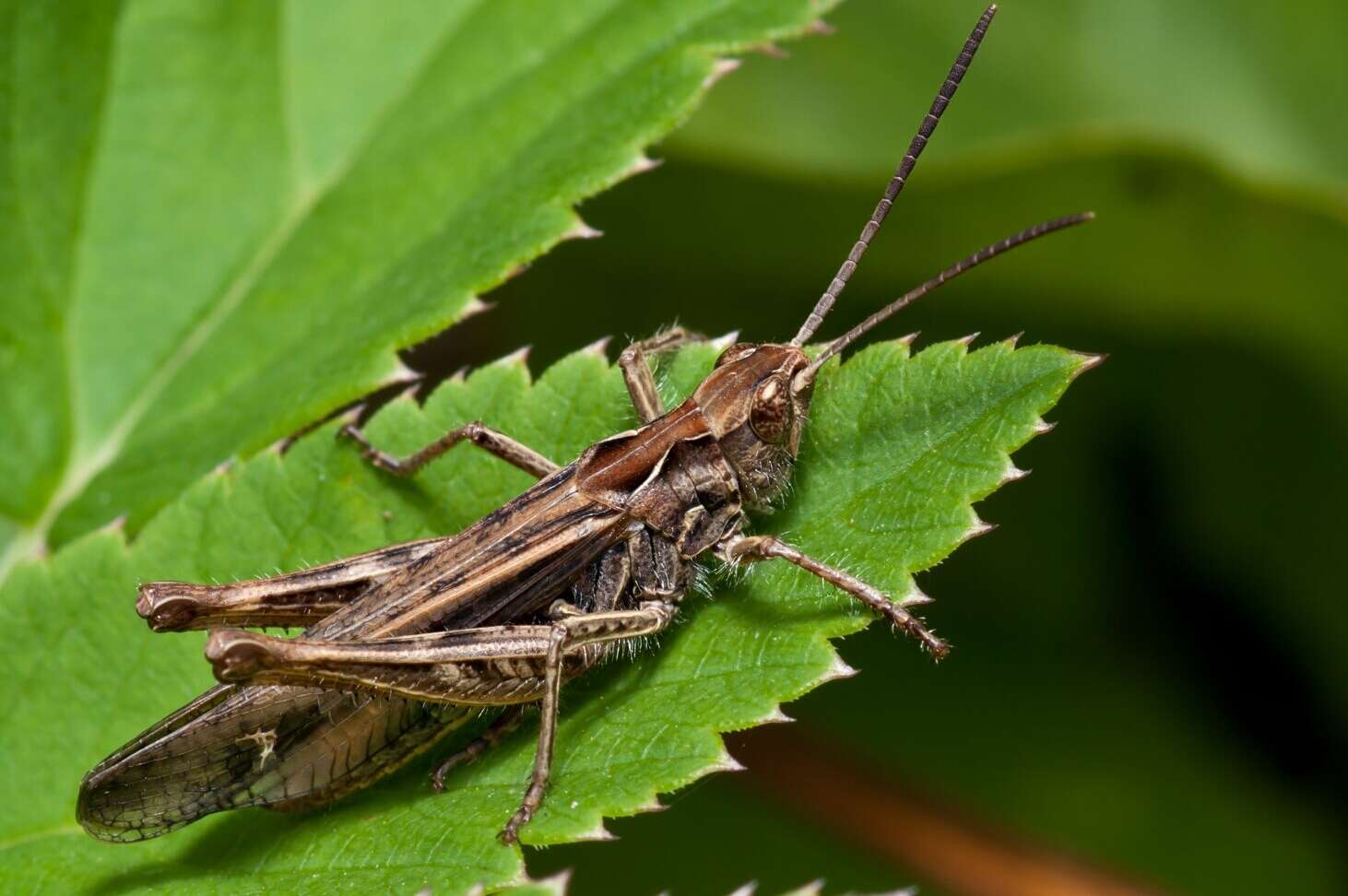 Chorthippus (Glyptobothrus) biguttulus (Linnaeus 1758) resmi