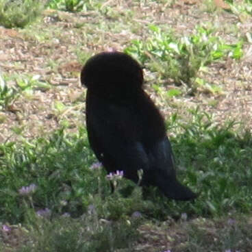 Image of Bronzed Cowbird