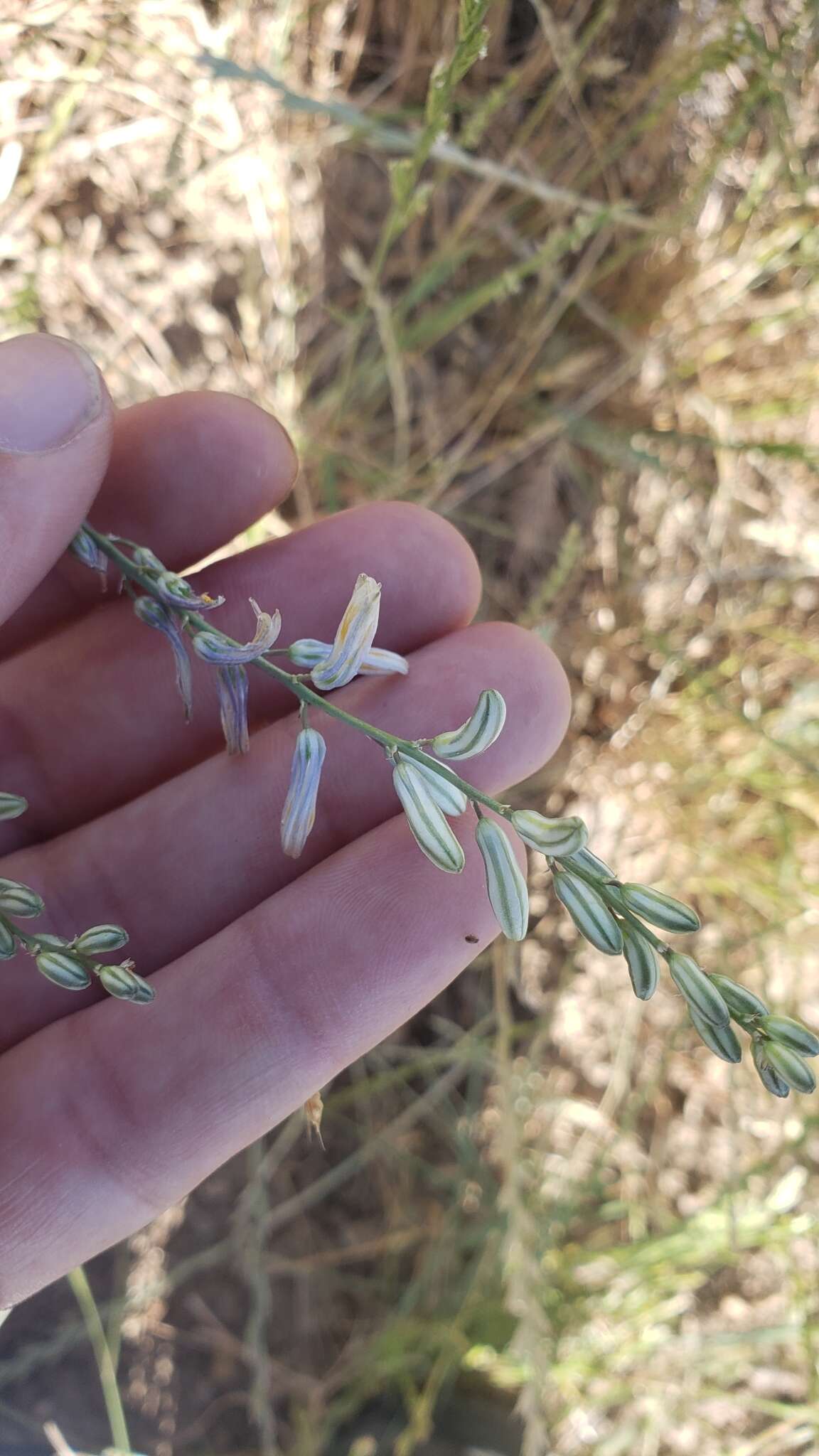 Image of narrowleaf soap plant