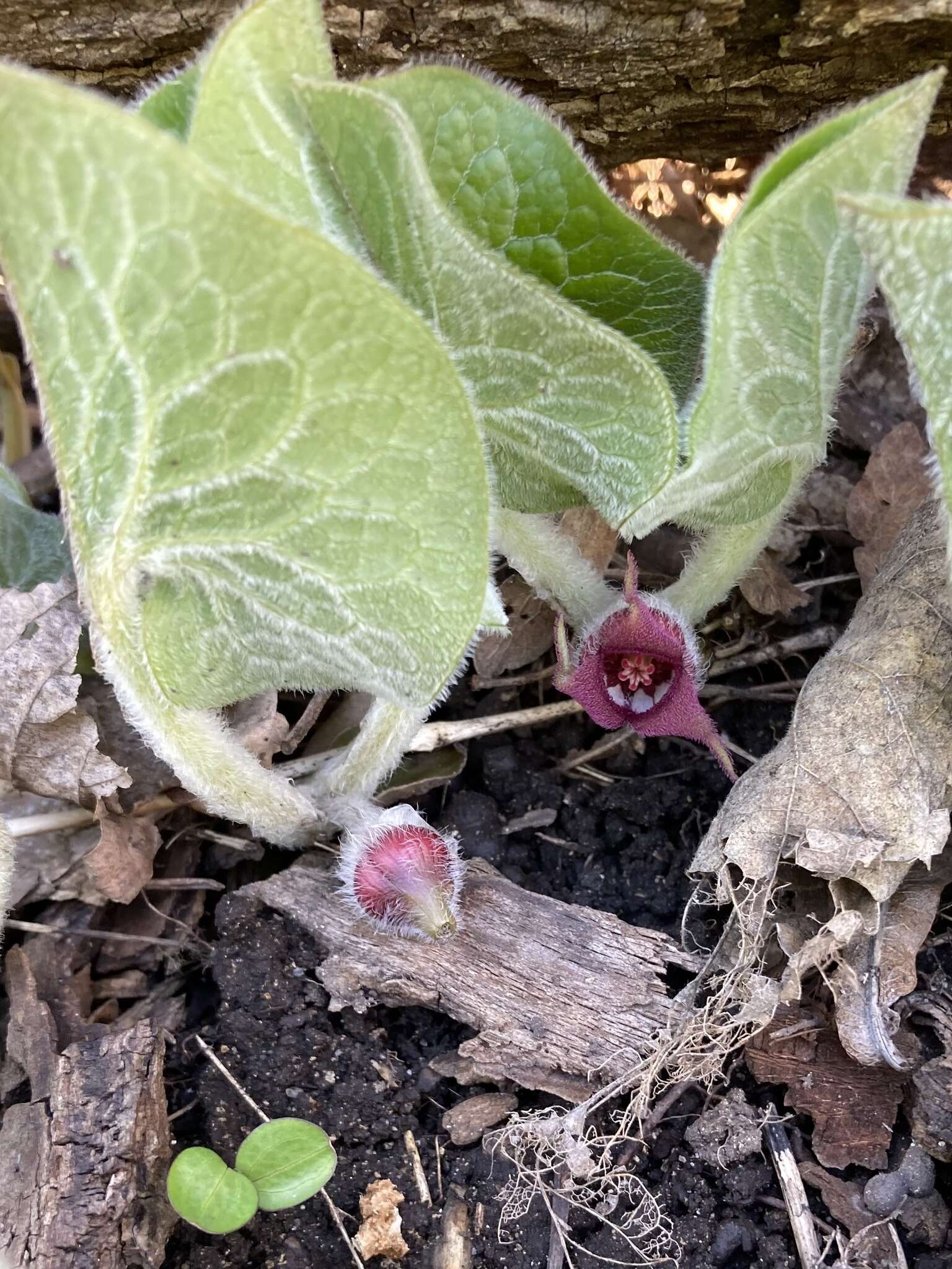 Image of Asarum canadense var. canadense