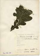 Image de Stigmella basiguttella (Heinemann 1862) Vári 1944