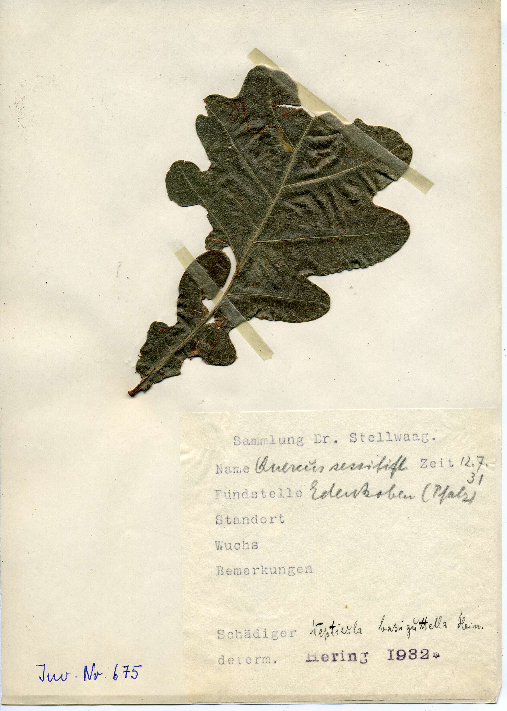 Image of Stigmella basiguttella (Heinemann 1862) Vári 1944