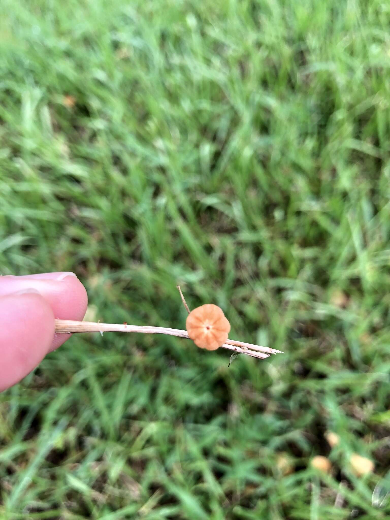 Marasmius graminum (Lib.) Berk. 1860 resmi