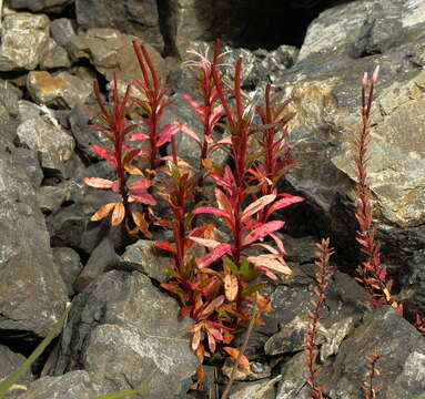 Imagem de Epilobium brevipes Hook. fil.