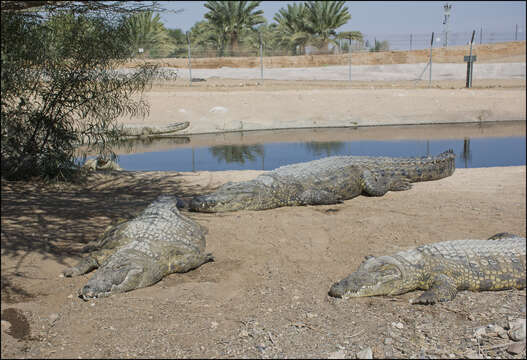 Image of Nile crocodile