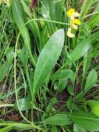 Plancia ëd Scorpiurus muricatus var. subvillosus (L.) Fiori