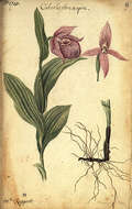 Image of Large-flowered Cypripedium