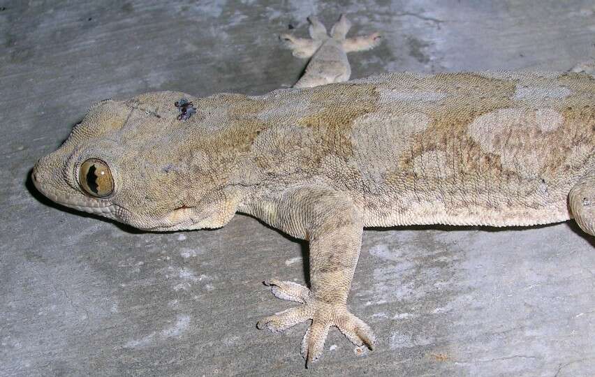 Image of geckos