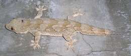 Image of geckos