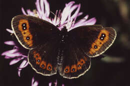 Image of scotch argus