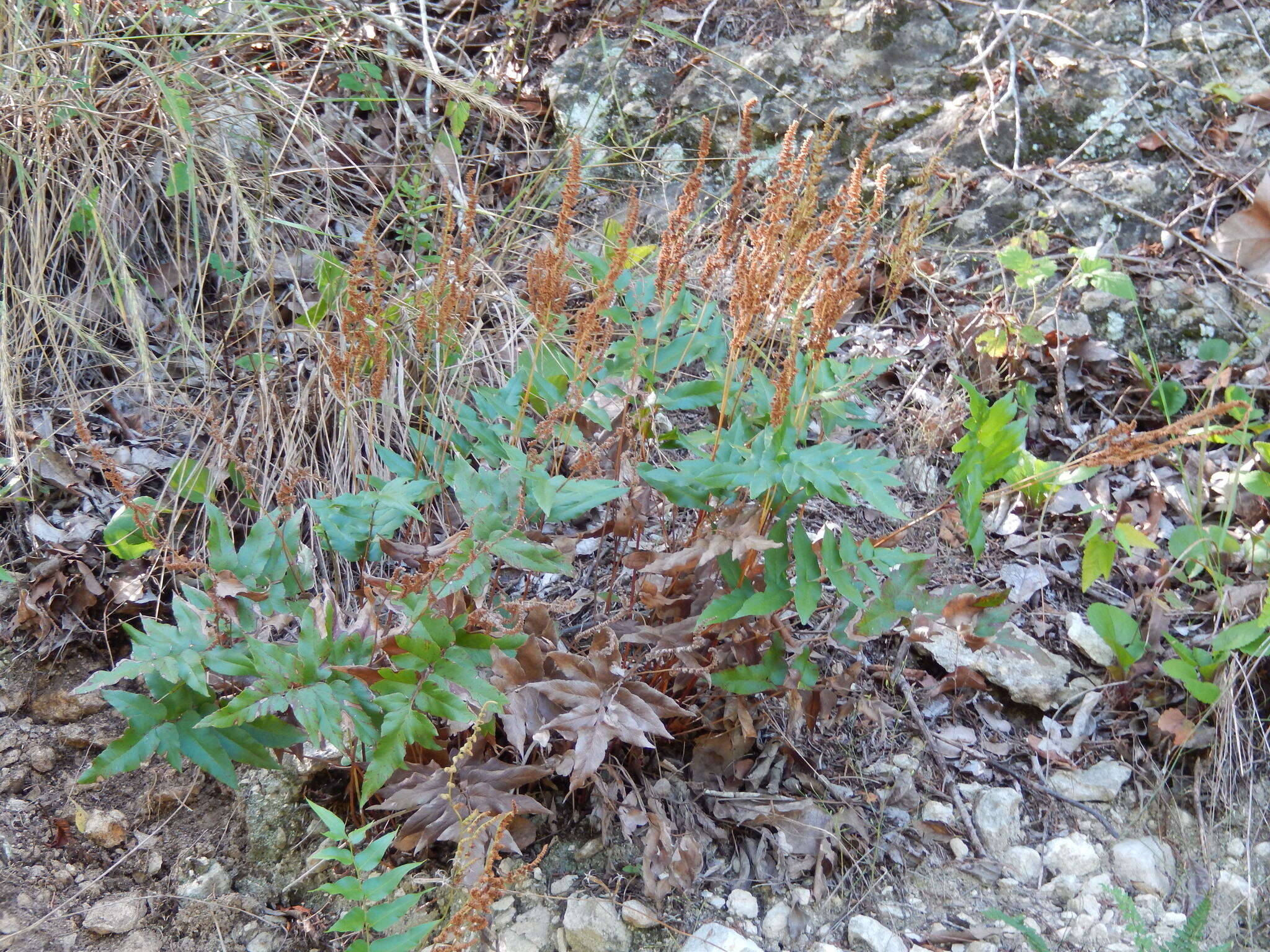 Image of Mexican fern