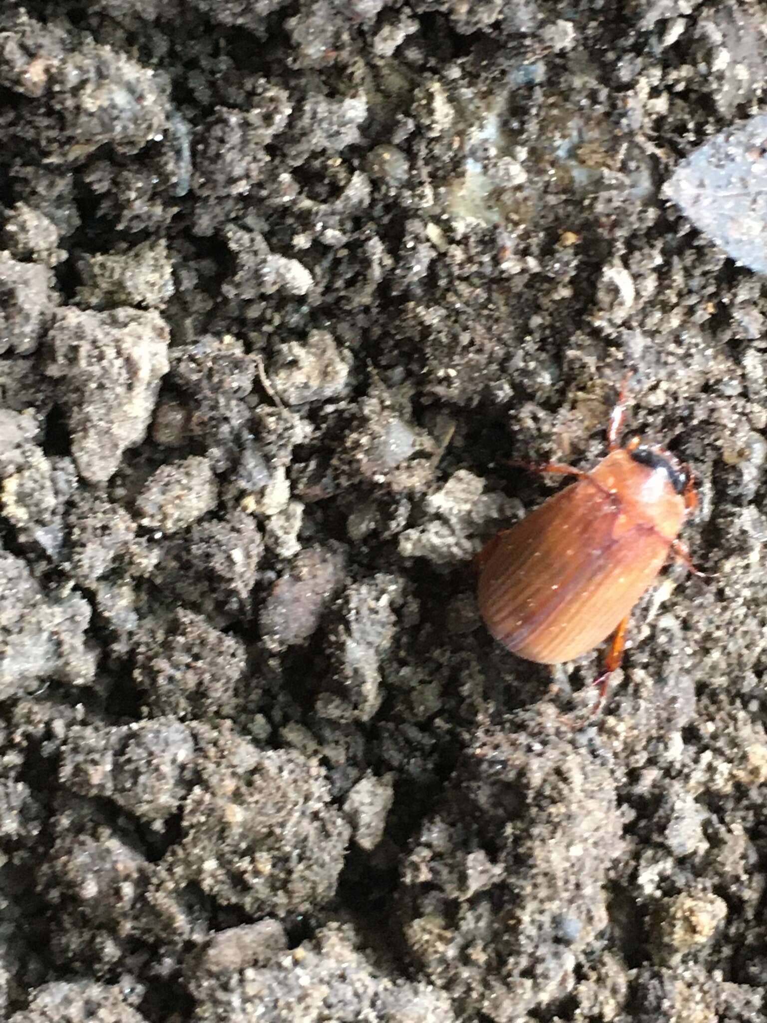 Sivun Nipponoserica peregrina (Chapin 1938) kuva