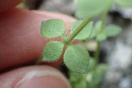 Plancia ëd Galium texense A. Gray