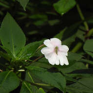 Image of Impatiens henslowiana Arn.