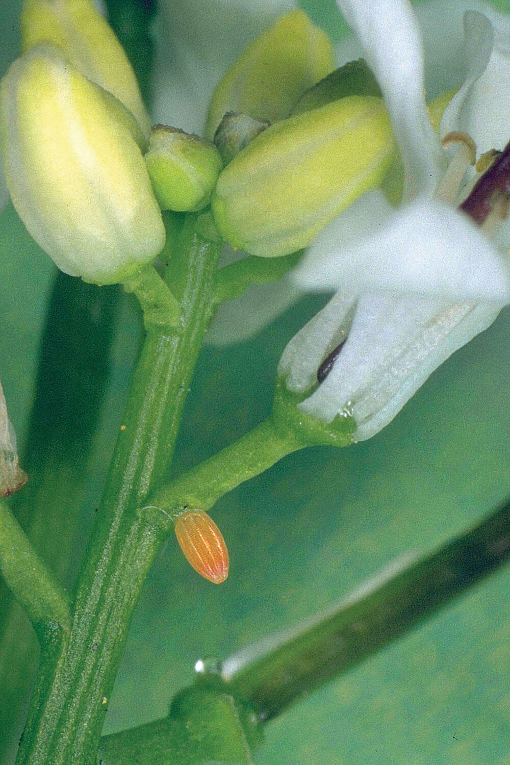 Image of orange tip