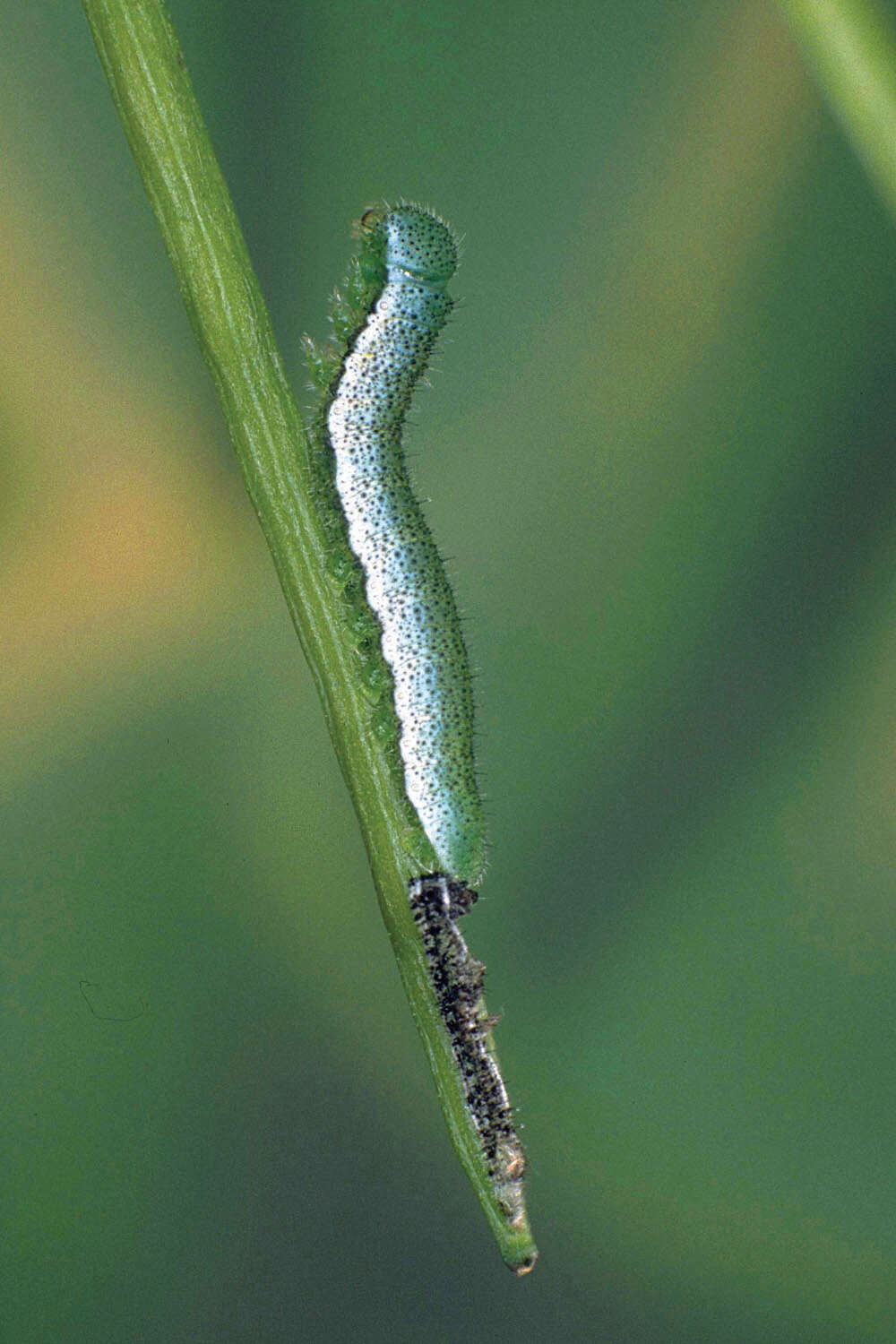 Image of orange tip