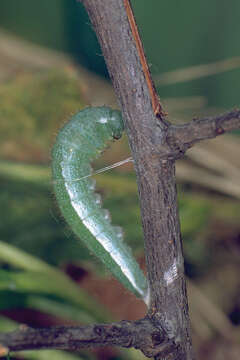 Image of orange tip