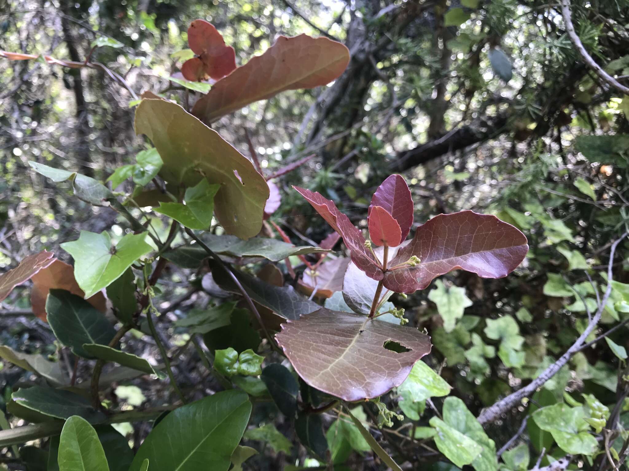 Image de Lauridia tetragona (L. fil.) R. H. Archer