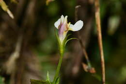 Vandellia scutellariiformis (T. Yamaz.) T. Yamaz. resmi