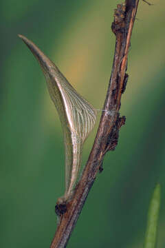 Image of orange tip