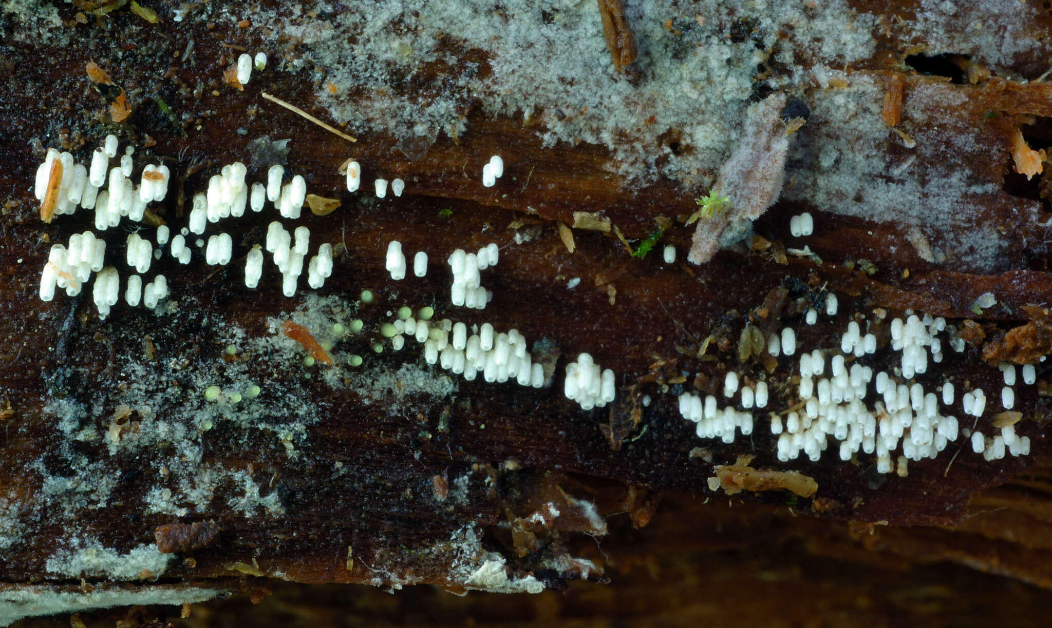 Image of Henningsomyces candidus (Pers.) Kuntze 1898