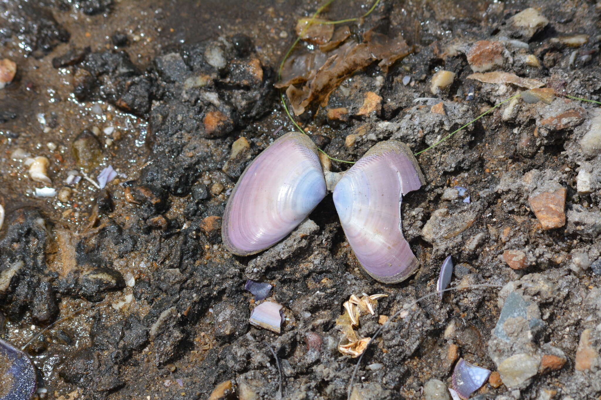 Image of giant South African wedge clam