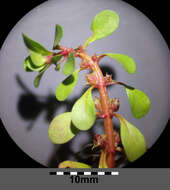 Image of Spatulaleaf Loosestrife