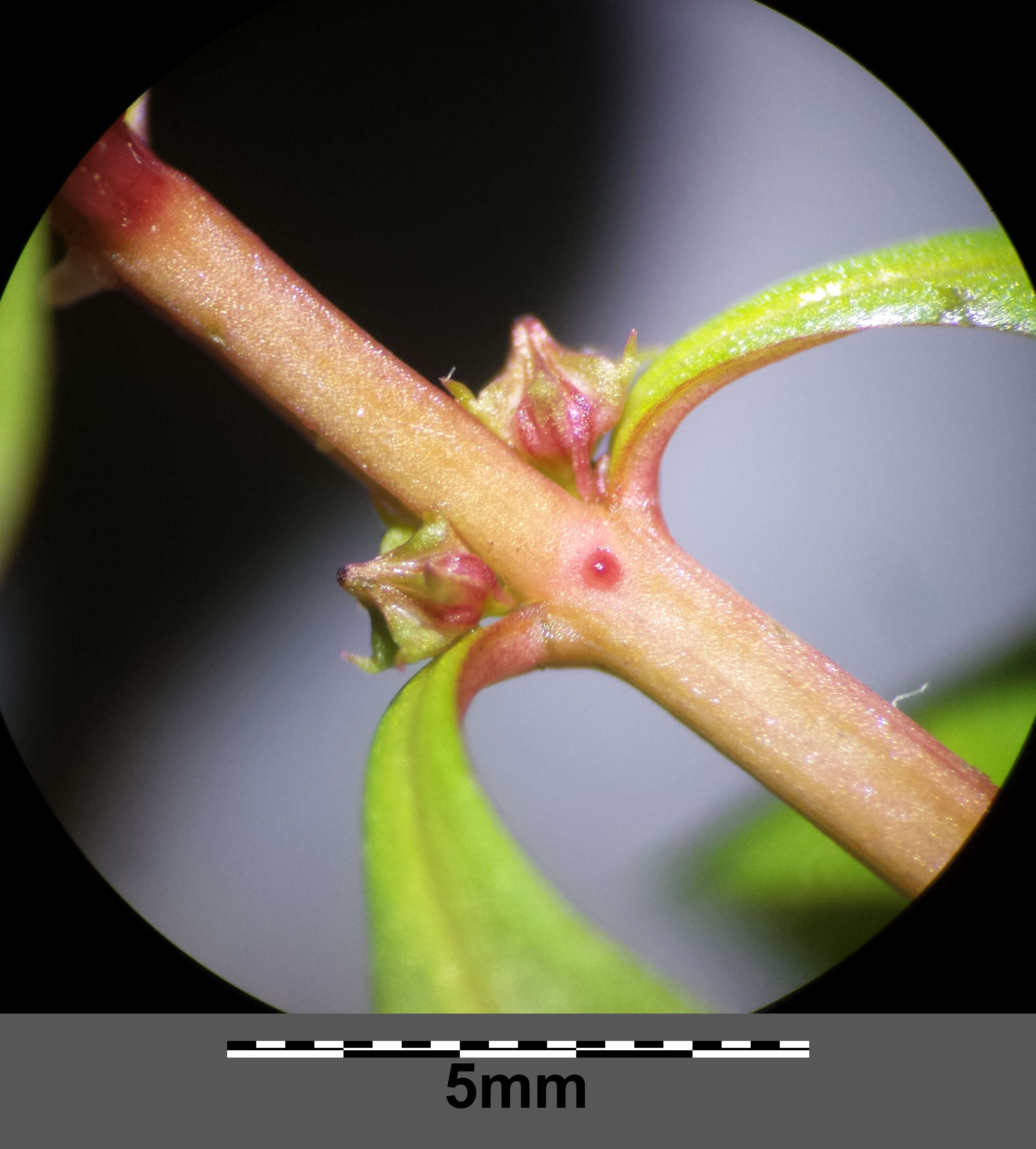 Image of Spatulaleaf Loosestrife