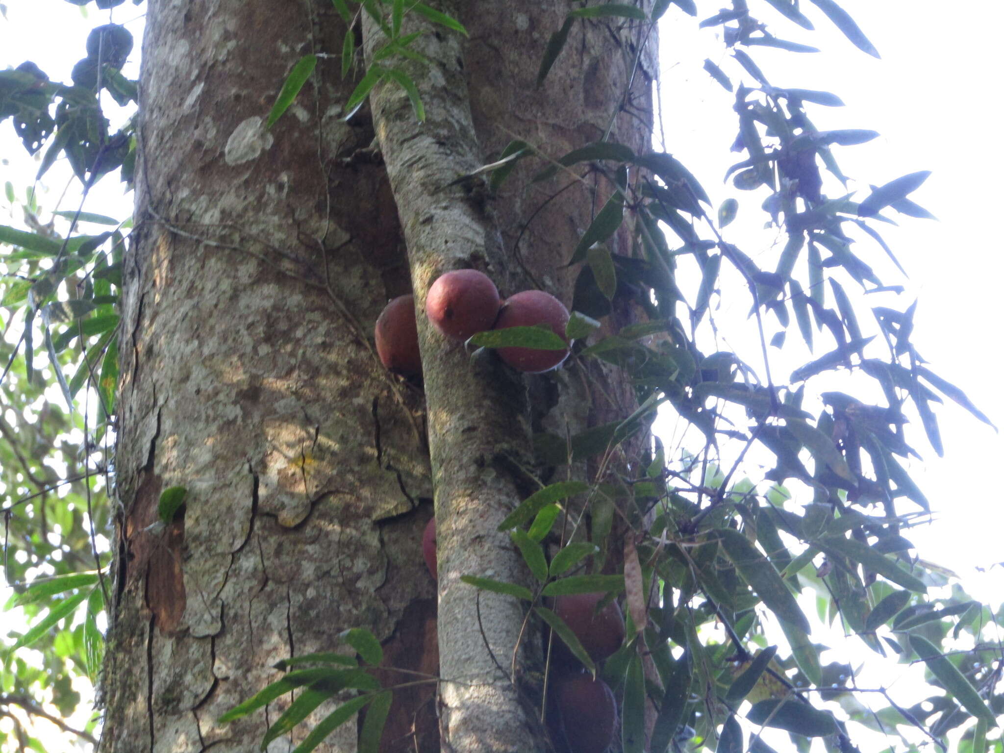 Слика од Ficus punctata Thunb.