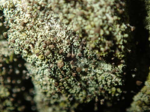 Image of needle lichen