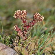 Image of Crassula alpestris subsp. alpestris