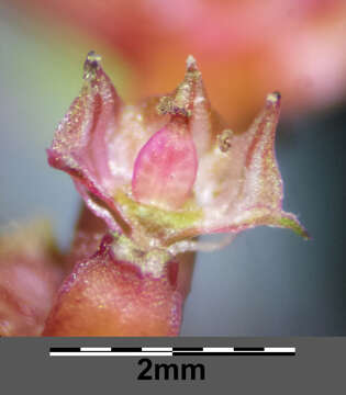 Image of Spatulaleaf Loosestrife