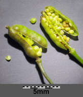 Image of bog yellowcress