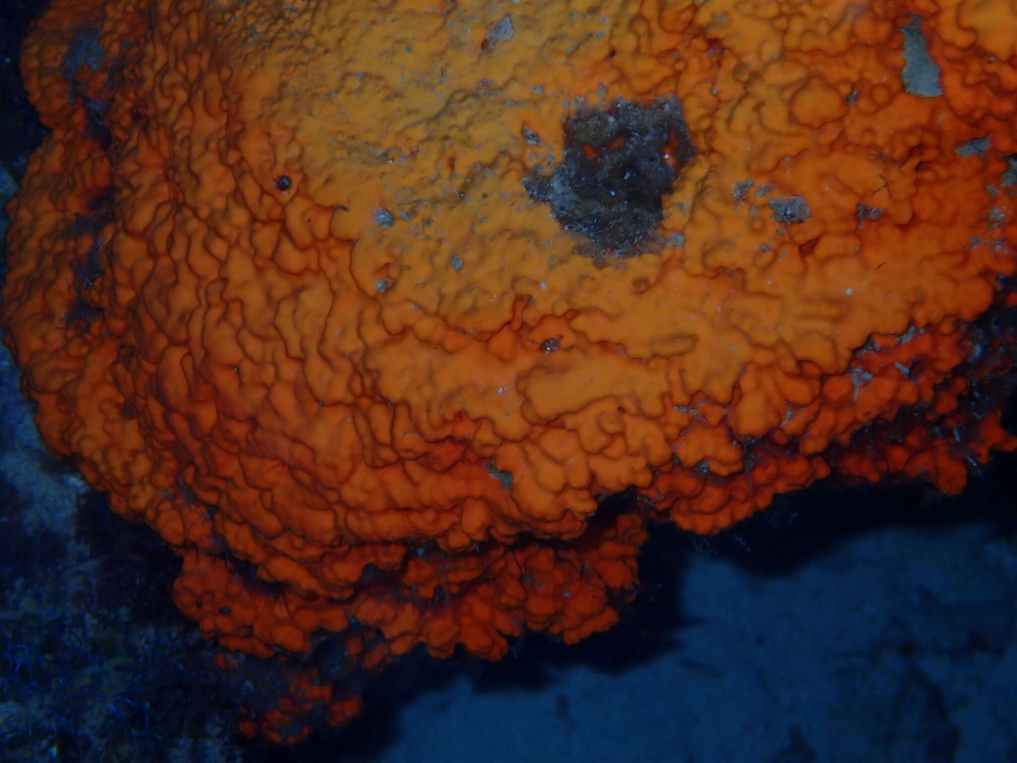 Image of orange elephant ear sponge