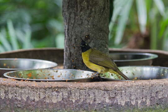 Image of Black-crested Bulbul