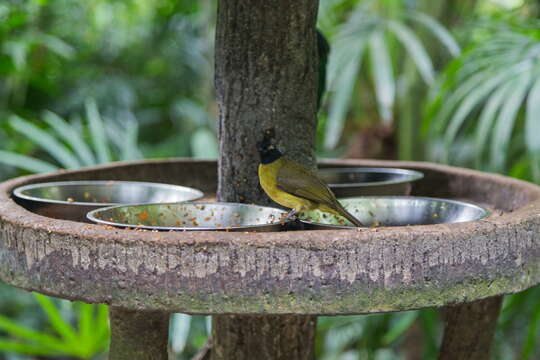 Image of Black-crested Bulbul