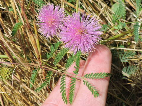 Imagem de Mimosa quadrivalvis var. platycarpa (A. Gray) Barneby