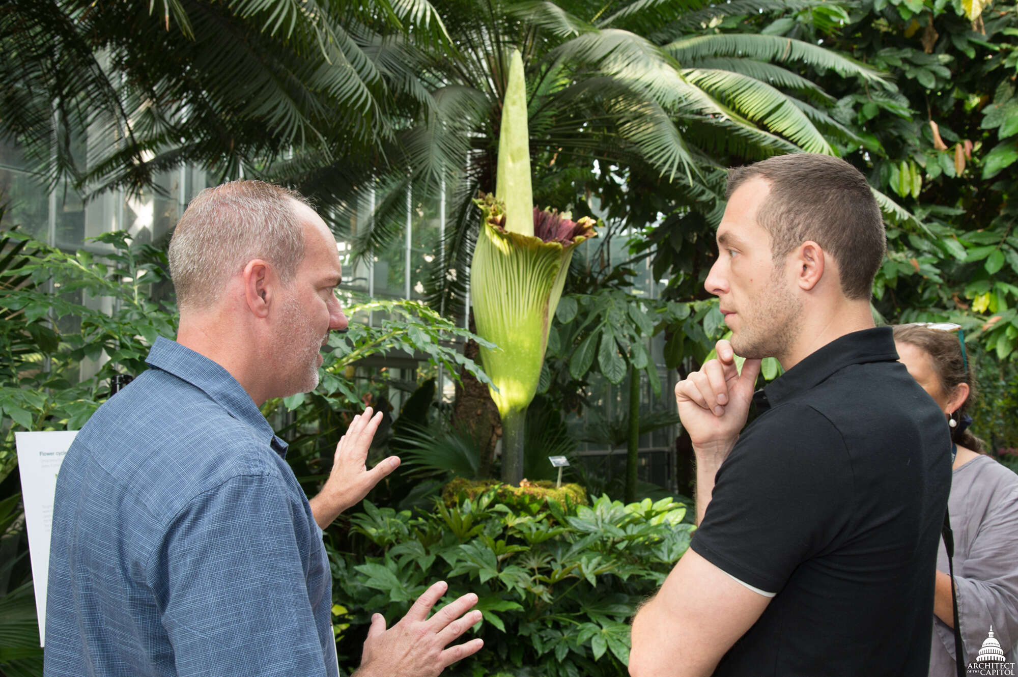 Amorphophallus titanum (Becc.) Becc. resmi