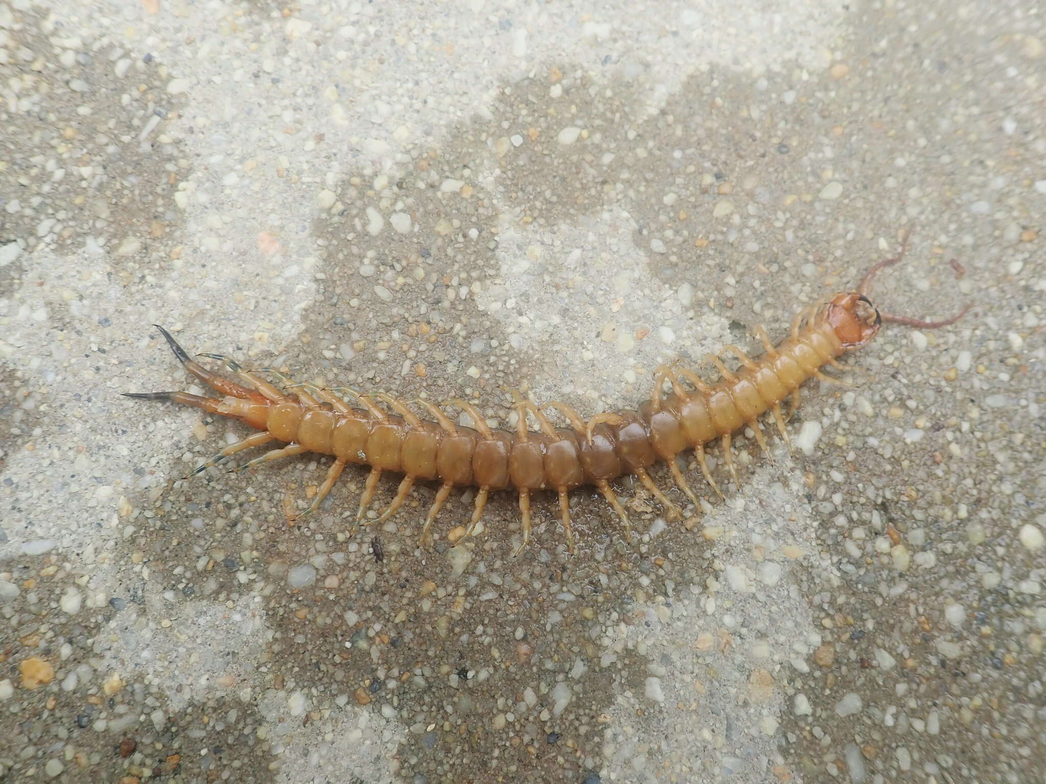 Image of Scolopendra angulata Newport 1844