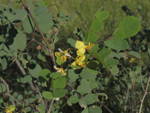 Image of <i>Erythrostemon palmeri</i>