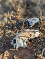 Imagem de Spilogale gracilis amphialus Dickey 1929