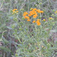 Plancia ëd Xanthocephalum gymnospermoides (A. Gray) Benth. & Hook. fil.