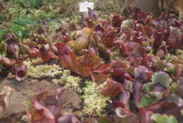 Image of purple pitcherplant