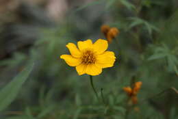 Image of Lemmon's marigold