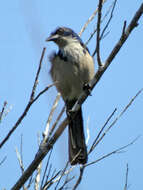 Image of Island Scrub Jay