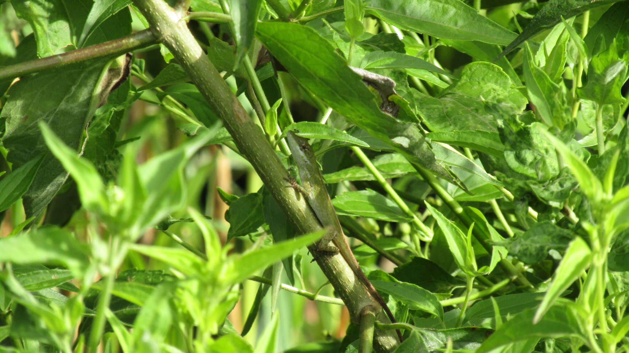 Image of Jacare Anole