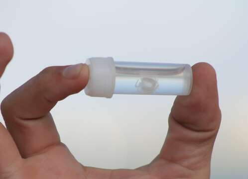 Image of Irukandji jellyfish